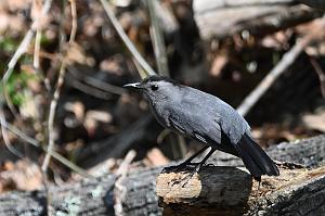 055 Catbird, Gray, 2023-05070078 Ipswitch river Wildlife Sanctuary,  MA